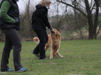 Bendix Obedience Workshop beim VdH Mauer 2016 (106)